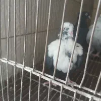 کبوتر. ماده بهبونی اصل.فساا|پرنده|شیراز, باهنر|دیوار