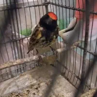 گلبسر سهره قناری