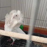 کبوتر شامپیون