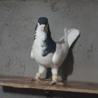 شصتی نر دم سفید ماده