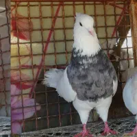 طوقی الماسی