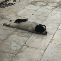 توله سگ|سگ|تهران, تختی|دیوار