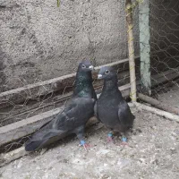 کبوتر زاغ موشی|پرنده|مسجد سلیمان, |دیوار