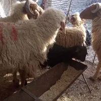 میش و نرمیش|حیوانات|گتوند, |دیوار