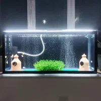 ماهی و آکواریم