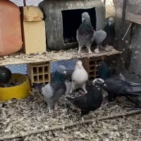 کبوتر پر قدیمی|پرنده|سامان, |دیوار