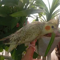 عروس هلندی ماده دستی