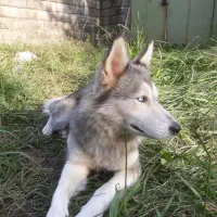 سگ هاسکی چشم دورنگ