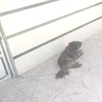 سگ پاکوتاه نر وماده