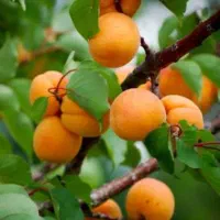 جمع آوری میوه های بهاری