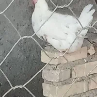 مرغ گلین خوب