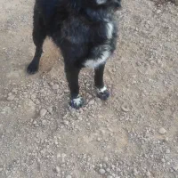 نر قدرجونی|سگ|مبارکه, |دیوار