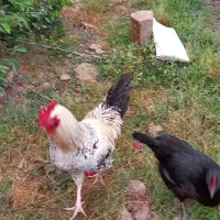 فروش خروس