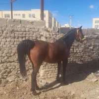 اسب|اسب و تجهیزات اسب‌سواری|اصفهان, جوزدان الیادران|دیوار