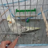عروس پاریس دوکت