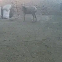 برع ماده