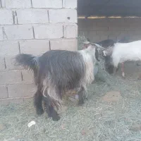 فروشگوسفندنرفقطگوشتی|حیوانات مزرعه|فهرج, |دیوار