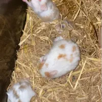 همستر خوشگل|موش و خرگوش|کرج, کمال‌شهر|دیوار