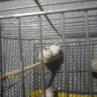 فنچ|پرنده|شهرکرد, |دیوار