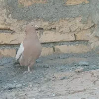 کبوتر|پرنده|فرمهین, |دیوار