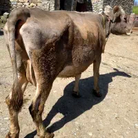 گاو و گوساله سالم و درجه یک