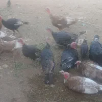بوقلمون نروماده