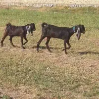 دو عدد بزغاله ماده  پاکستان|حیوانات مزرعه|خواجه, |دیوار