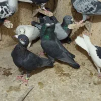 دسته کفتر پلاکی زدوخوردی جنگی|پرنده|شیراز, ویلاشهر|دیوار