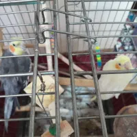 عروس هلندی