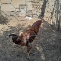 مرغوخروسولاری