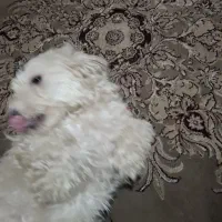 سگ تریر پودل|سگ|تهران, خزانه|دیوار