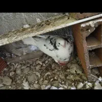 کبوتر|پرنده|کردکوی, |دیوار