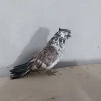 چند جفت|پرنده|گرگان, |دیوار