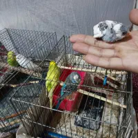 دوجفت مرغ عشق با یه عدد جوجه