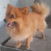 سگ پامر .نر
