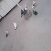 کبوتر|پرنده|قم, شهر قائم|دیوار