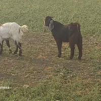 گوسفند  بزغاله برای قربانی