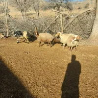 میش پستان کرده  قیمت توافقی