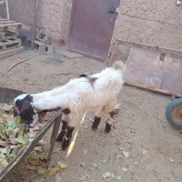 بزغاله ماده تازه تکه خورده