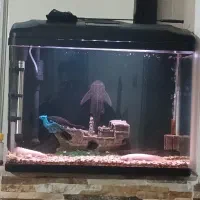 ماهی و آکواریوم