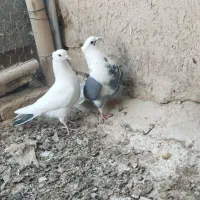 کبوتر