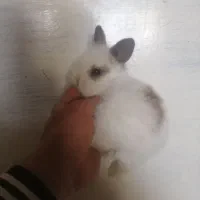 معاوضه با مرغ وجوجه خروس وبلدرچین