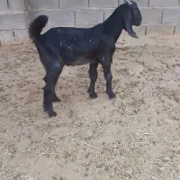 دو تا کهره نر و ماده جفتش با هم ۱۱ تومن