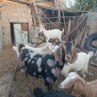 بز ماده|حیوانات مزرعه|فاضل آباد, |دیوار