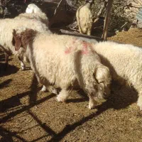 فروش ۱۲ عدد بره پرواری سبک