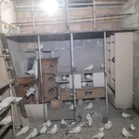 کبوترفروشی|پرنده|فردیس, شهرک سپاه|دیوار