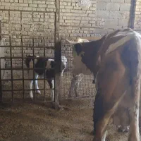 گاوسیمینتال شیری