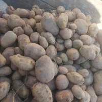 سیب زمینی درجه یک همدان مغز زرد