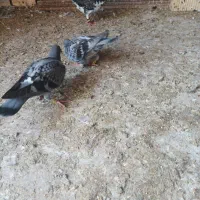 کبوتر پلاکی