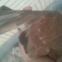 کبوتر جفت کله ای هندی|پرنده|شاهین‌شهر, خبرنگار|دیوار